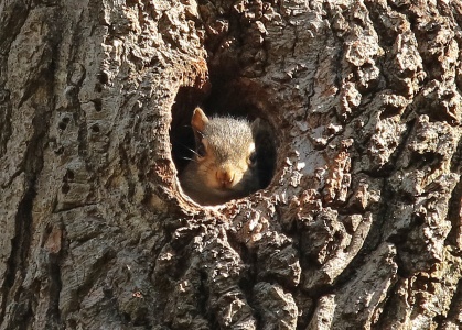 Grey Squirrel, Sciurus carolinensis, young in natural hole Alan Prowse